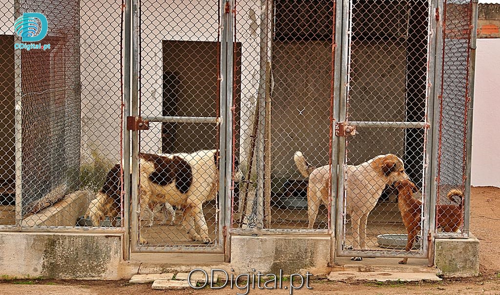 Centro de Recolha de animais
