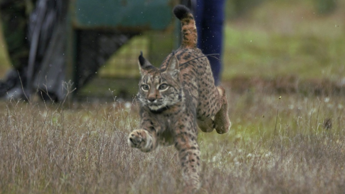 Lince Ibérico