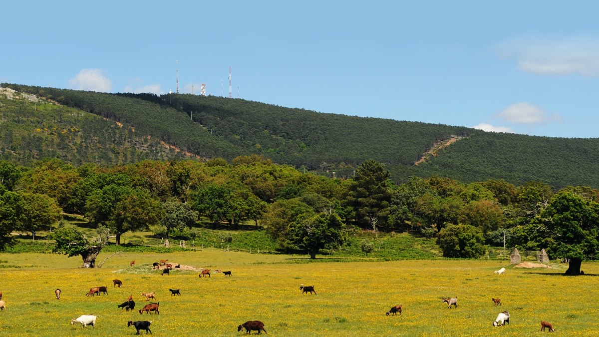 Expansão de fábrica na Figueira da Foz vai ser compensada com integração de 190 hectares na Serra de São Mamede Serra de São Mamede
