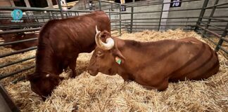 vaca