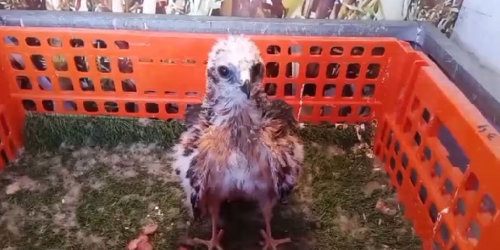 Castro Verde: ICNF liberta nove crias de tartaranhão-caçador