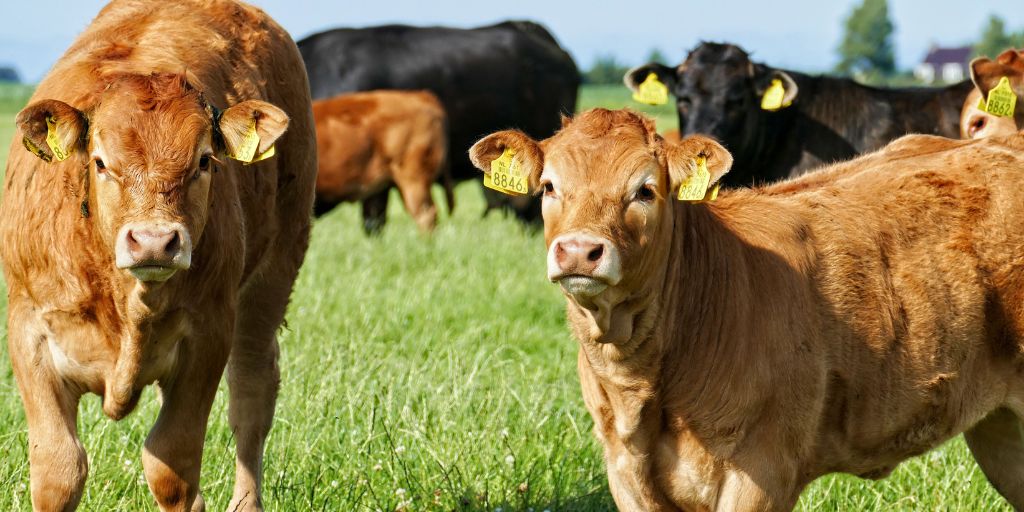 Cotações de bovinos no Alentejo: Aumentos e quedas marcam a quarta semana de 2025