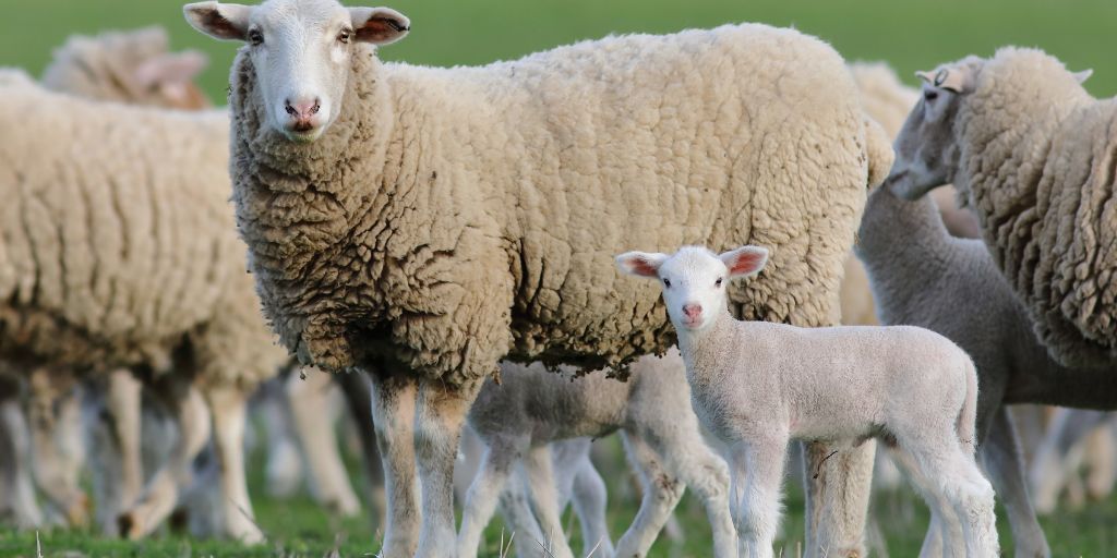 Agricultura: Cotações dos ovinos e caprinos descem no Alentejo acompanhando tendência nacional