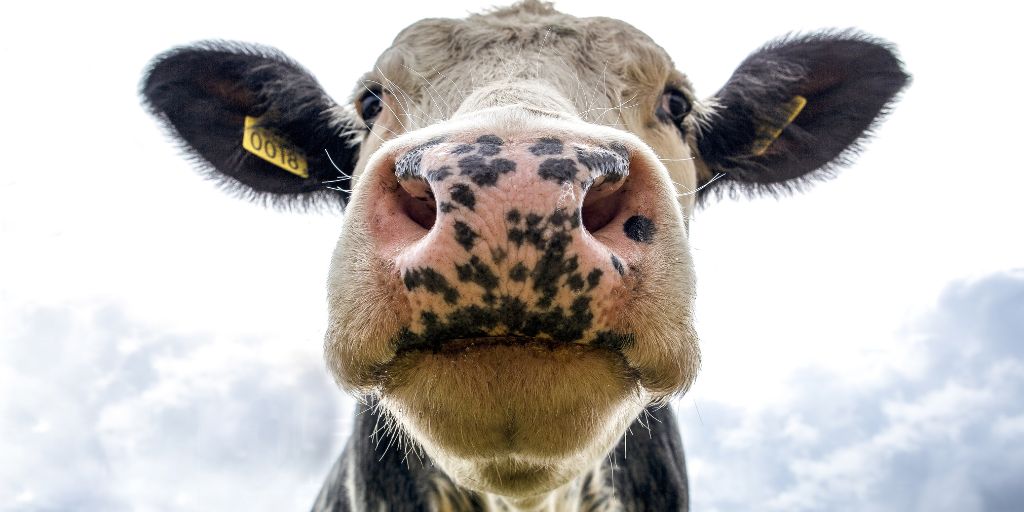 DGAV alerta para agravamento da febre aftosa na União Europeia
