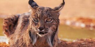 Lince-ibérico em destaque na Jornada da Caça de Abril em Mértola