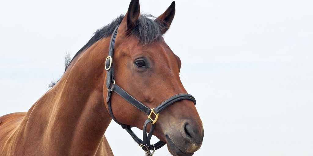 Fórum sobre economia do cavalo volta à discussão em julho em Alter do Chão