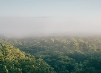 Plano nacional prevê quinhentos milhões por ano até 2030 para restaurar natureza Natureza