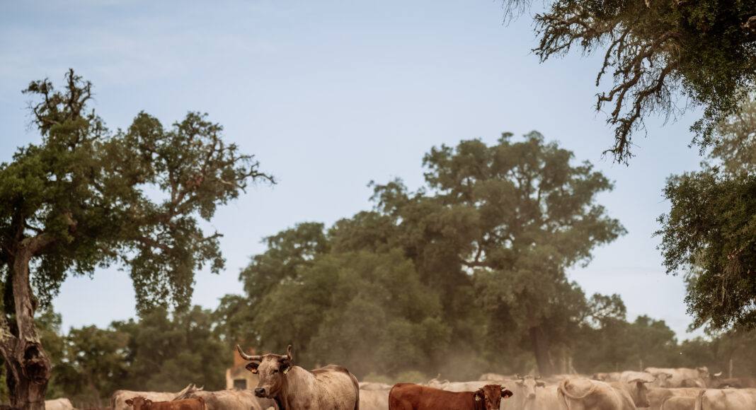 A Companhia das Lezírias obteve a certificação “Pecuária Baixo Carbono”, atribuída pela AGRICERT, no âmbito do programa Pecuária Baixo Carbono, reconhecendo a redução das emissões de gases com efeito de estufa através de práticas agropecuárias sustentáveis.