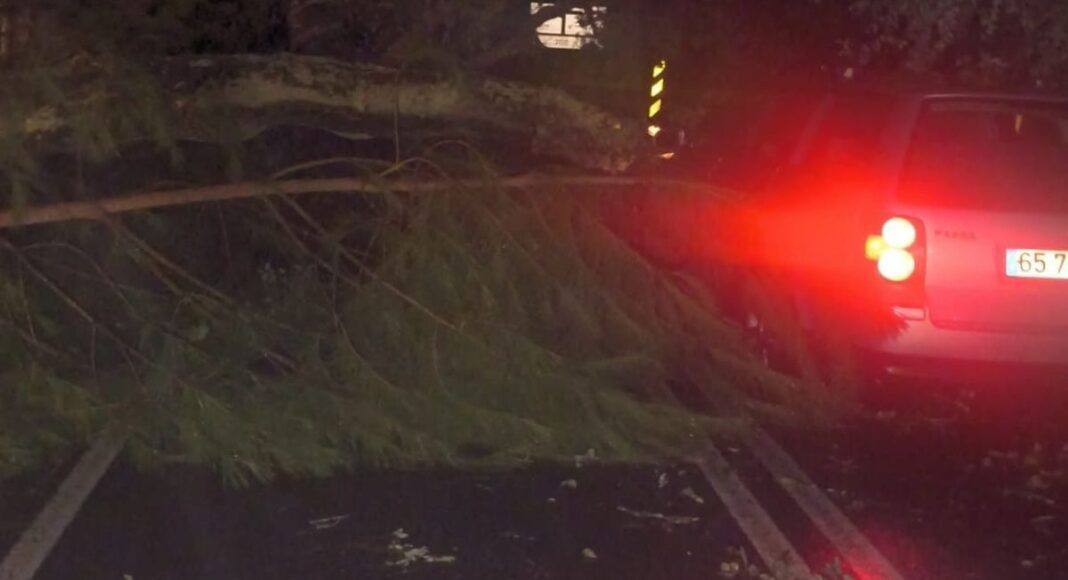 Mau tempo: Queda de árvore esmaga carro e corta EM 530 no concelho de Montemor-o-Novo