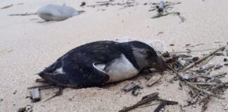 Costa Alentejana entre as zonas com mais papagaios-do-mar mortos nas praias portuguesas