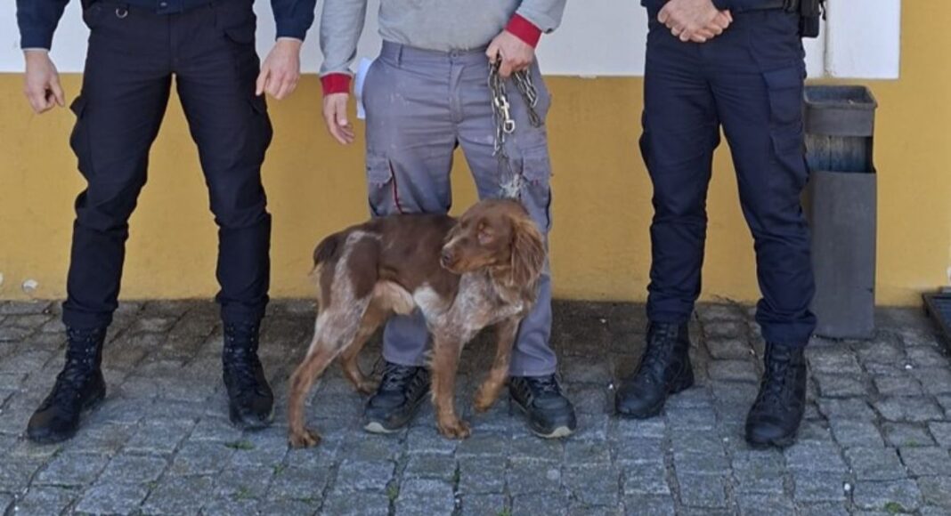Cão desaparecido em Monforte foi recuperado no concelho de Estremoz
