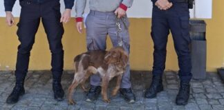 Cão desaparecido em Monforte foi recuperado no concelho de Estremoz
