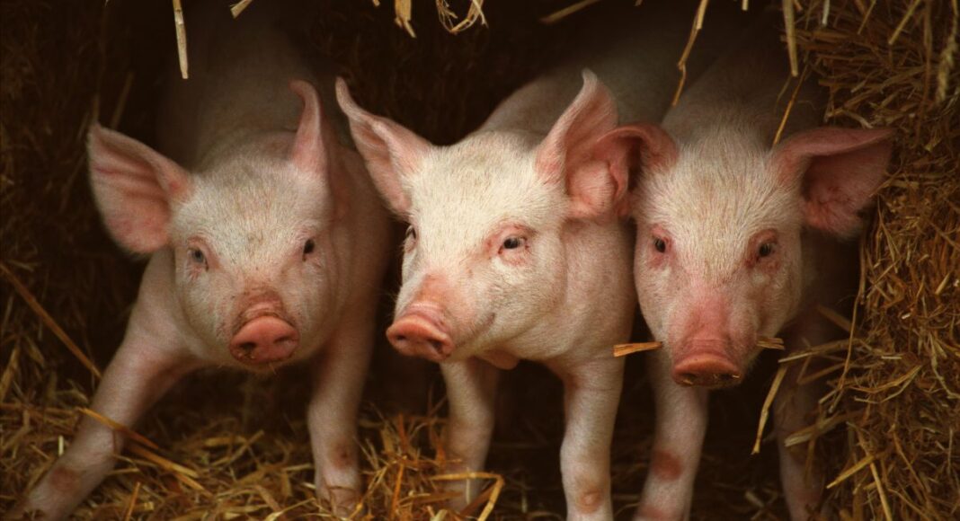 Suínos: Alentejo mantém cotações do porco classe E e S, leitão até 12 kg desce