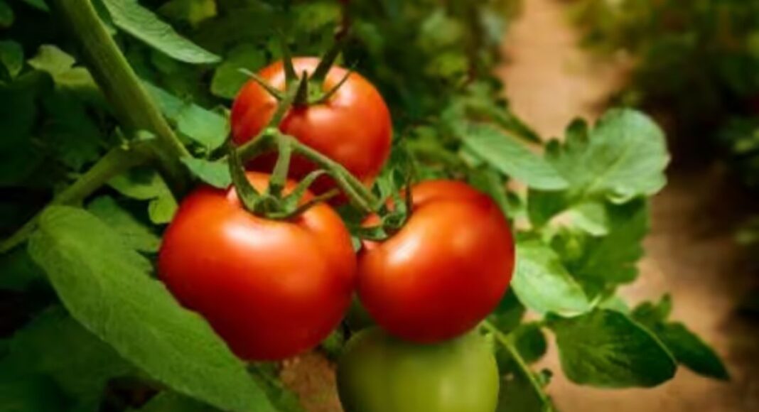 Do laboratório ao campo: nova tecnologia portuguesa pode mudar produção de tomate no Alentejo