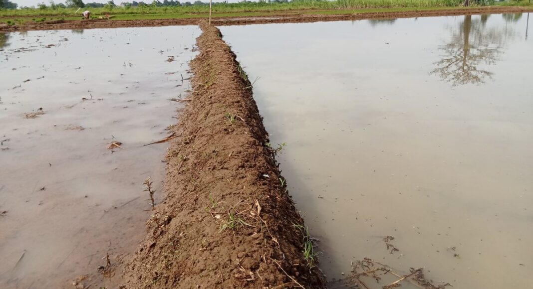 Mau tempo: Alentejo com 75,8 M€ de prejuízos já declarados na agricultura