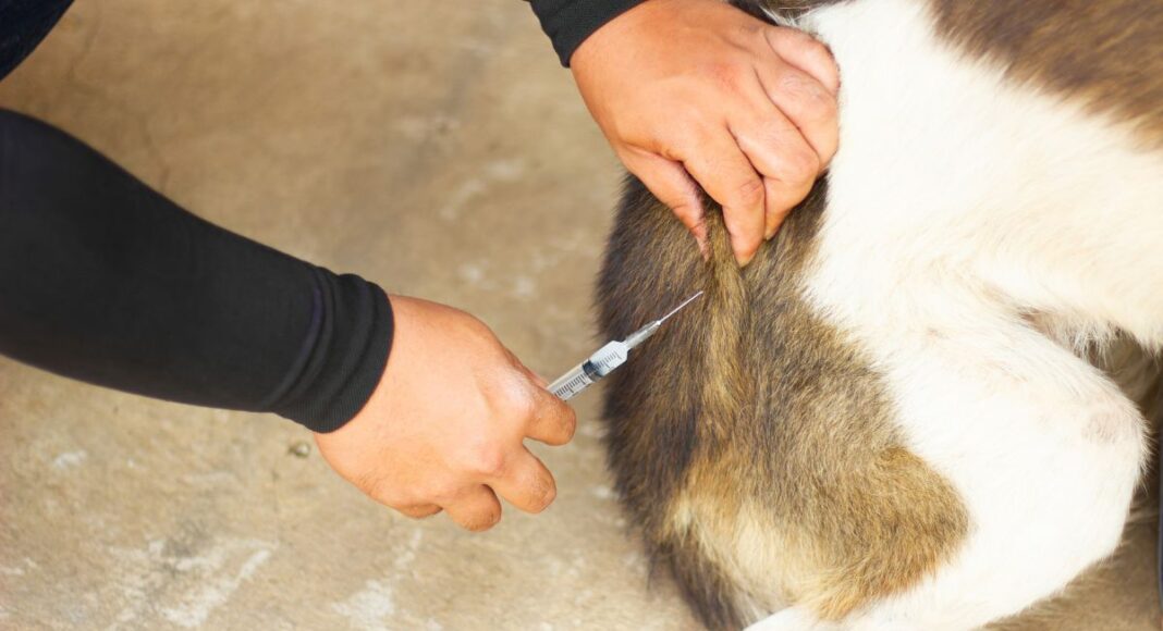 Vacinar cães em 2026 é obrigatório: saiba o que muda