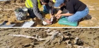 Grândola: Tempestades revelam fósseis raros de baleias com 10 milhões de anos na Praia da Galé
