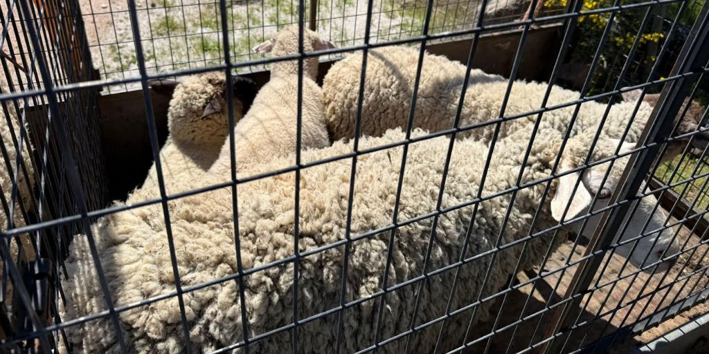 GNR apreende animais furtados e identifica suspeito no concelho de Monforte