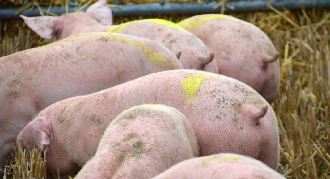 Doenças animais próximas de Portugal podem ter “impacto brutal” nas produções, alertam agricultores alentejanos