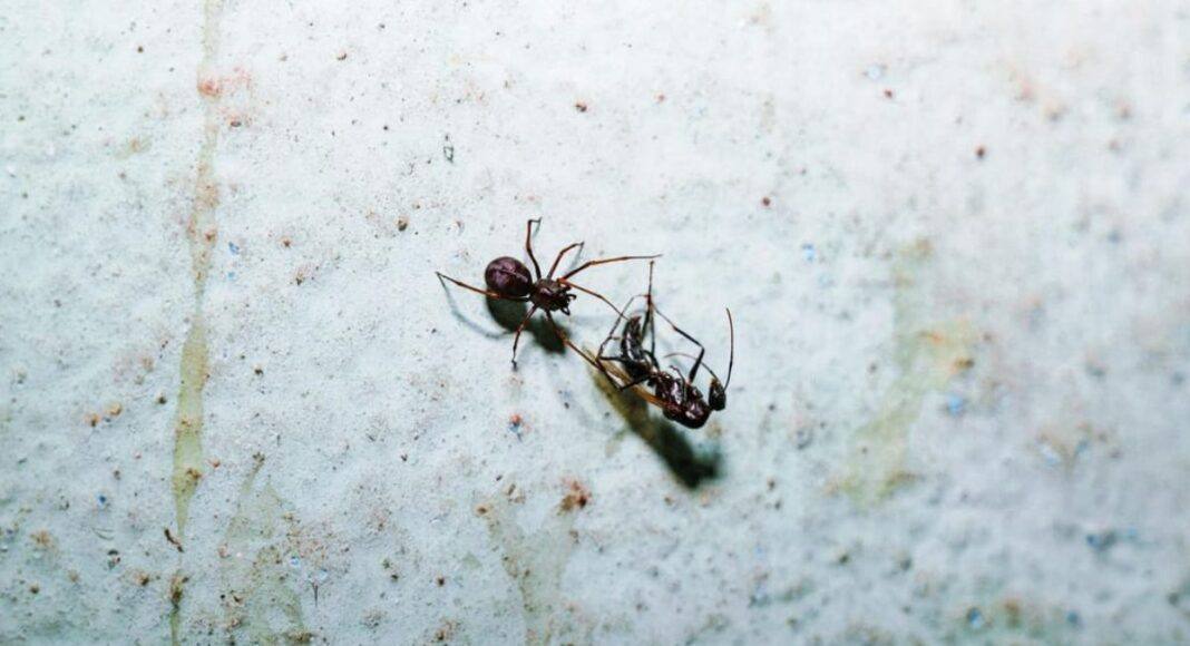 Aranha do género que inspirou Homem-Aranha descoberta no Alentejo