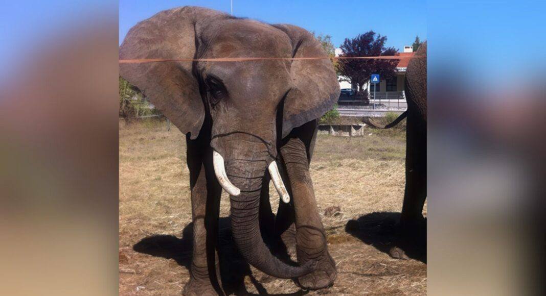 Último elefante de circo em Portugal transferido para santuário no Alentejo