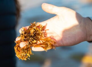 Manifesto lançado em Vila Nova de Milfontes alerta para degradação das florestas marinhas Manifesto lançado em Vila Nova de Milfontes alerta para degradação das florestas marinhas