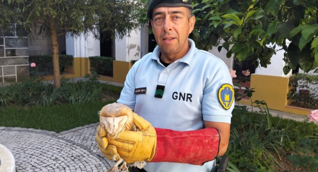 GNR recupera cria de Coruja-das-Torres no concelho de Moura